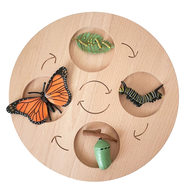 Montessori Animals Life Cycle