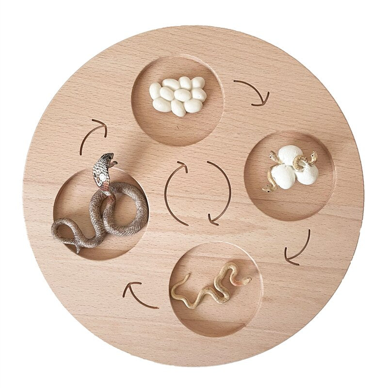 Montessori Animals Life Cycle