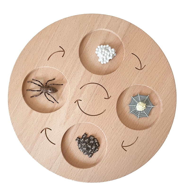 Montessori Animals Life Cycle