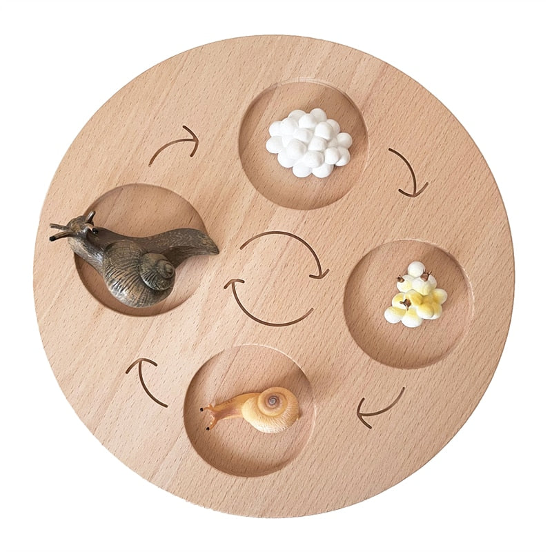 Montessori Animals Life Cycle