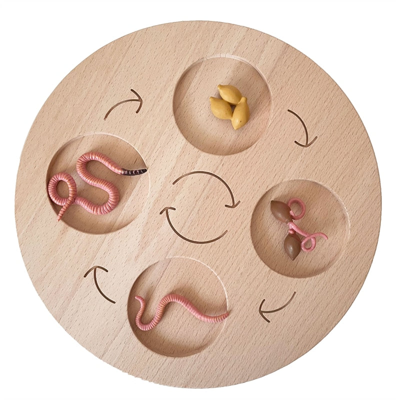 Montessori Animals Life Cycle