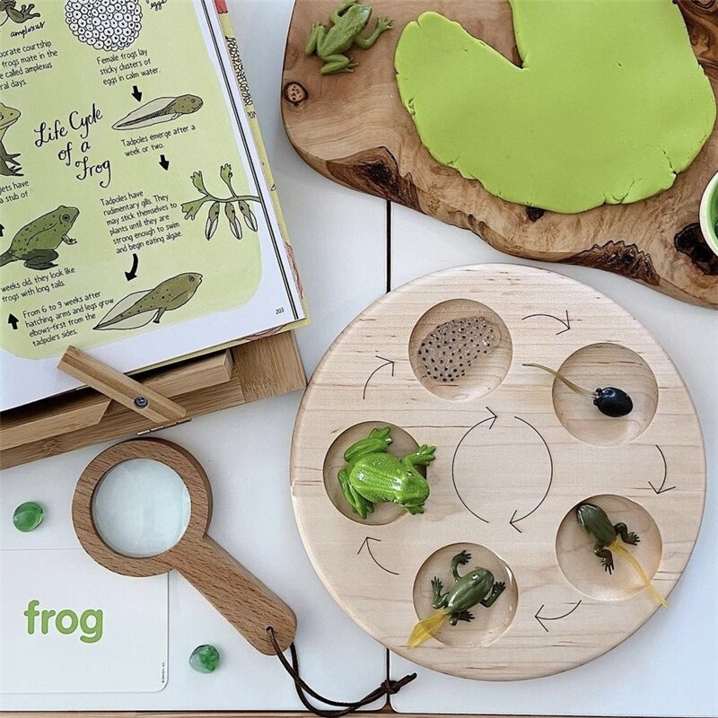 Montessori Animals Life Cycle