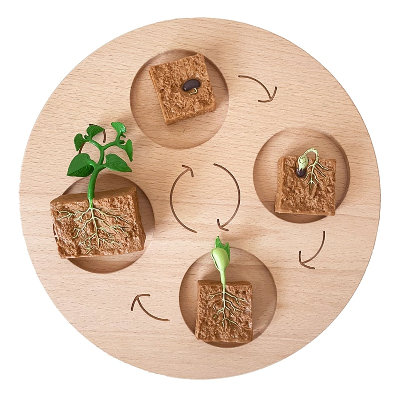 Montessori Animals Life Cycle