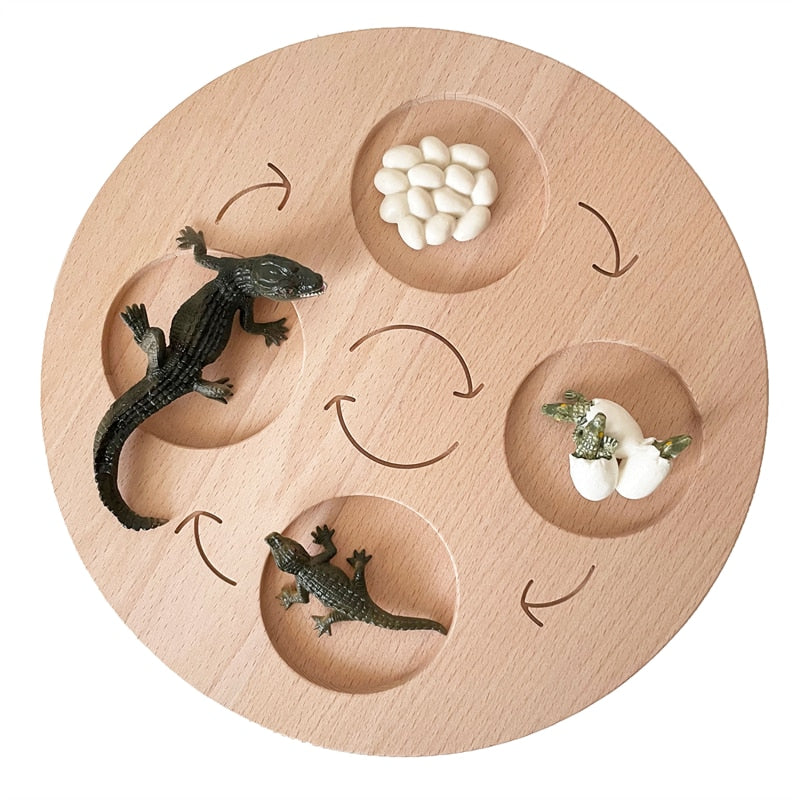 Montessori Animals Life Cycle Board Set Lifestyle Stages, 16 Sets Animals