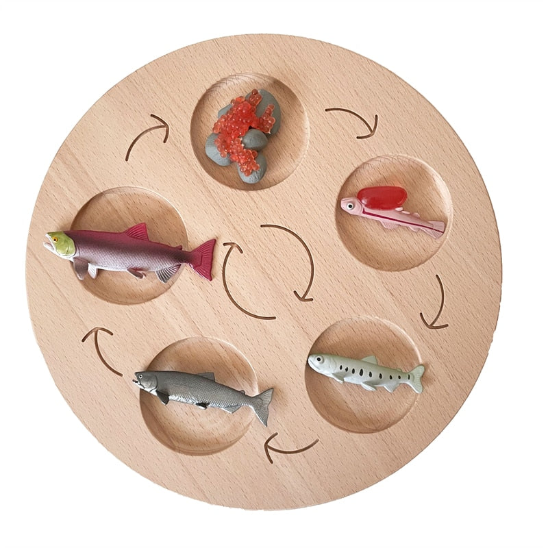 Montessori Animals Life Cycle Board Set Lifestyle Stages, 16 Sets Animals