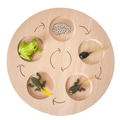 Montessori Animals Life Cycle Board Set Lifestyle Stages, 16 Sets Animals