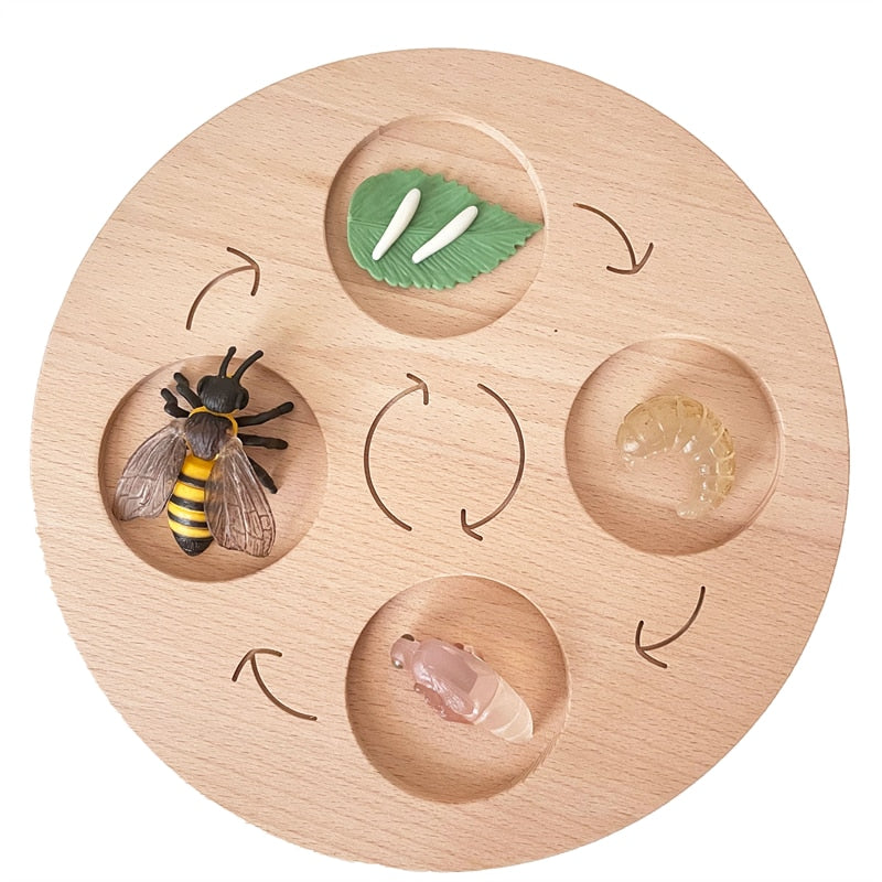 Montessori Animals Life Cycle Board Set Lifestyle Stages, 16 Sets Animals