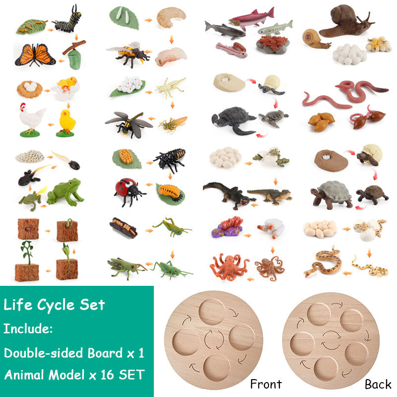 Montessori Animals Life Cycle Board Set Lifestyle Stages, 16 Sets Animals